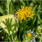 Tief unten im Gras ...