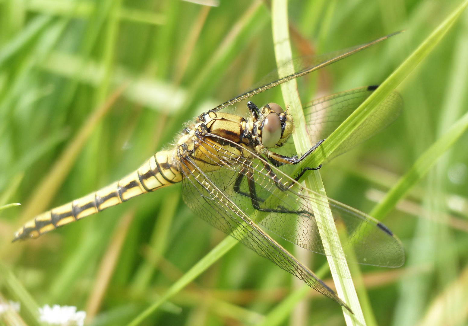 Tief unten im Gras