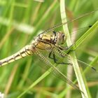 Tief unten im Gras