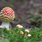 Tief vergraben im Wald