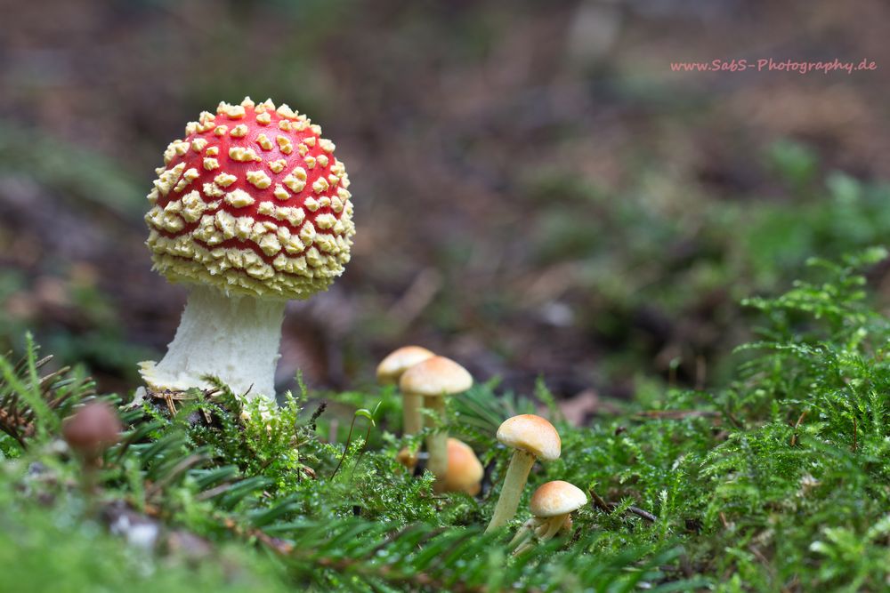 Tief vergraben im Wald