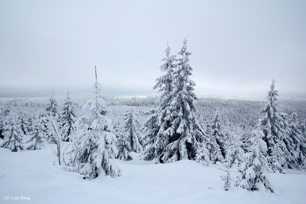 Tief verschneite Wälder ...