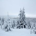 Tief verschneite Wälder ...