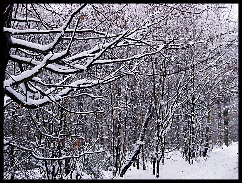 Tief verschneiten Wald bei Marburg/Marbach