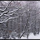 Tief verschneiten Wald bei Marburg/Marbach