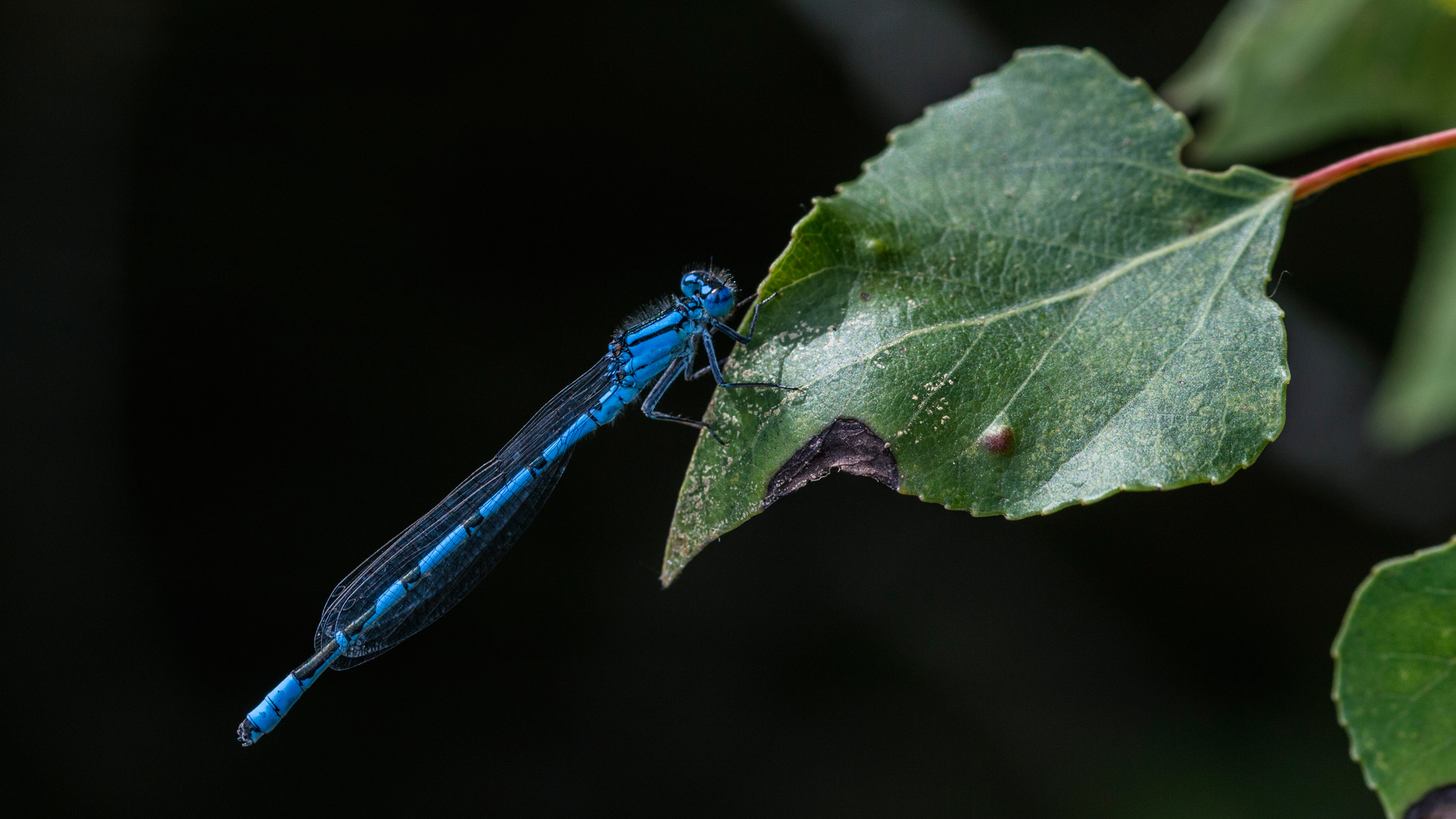 Tiefblau