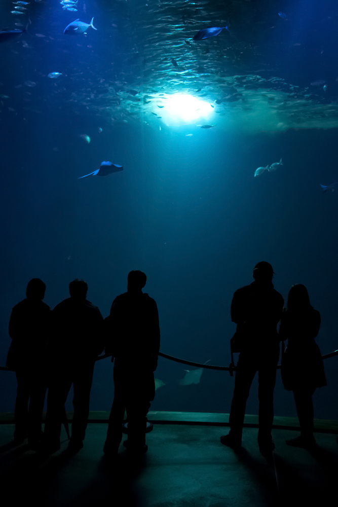 Tiefblau im Ozeaneum Stralsund