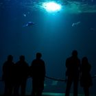 Tiefblau im Ozeaneum Stralsund