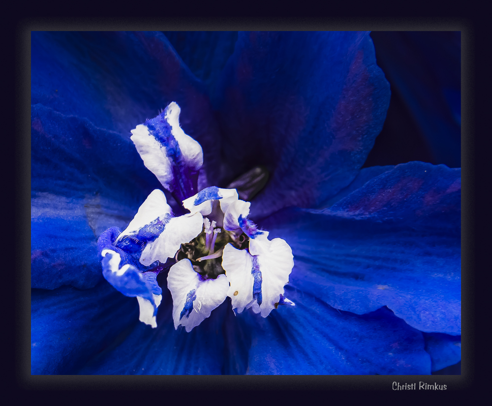 tiefblaue Ritterspornblüte 