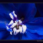 tiefblaue Ritterspornblüte 