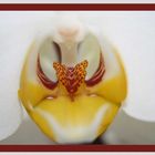 Tiefe Einblicke in die Orchidee