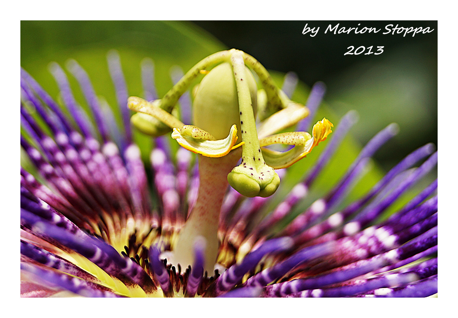 Tiefe Einblicke-Passiflora