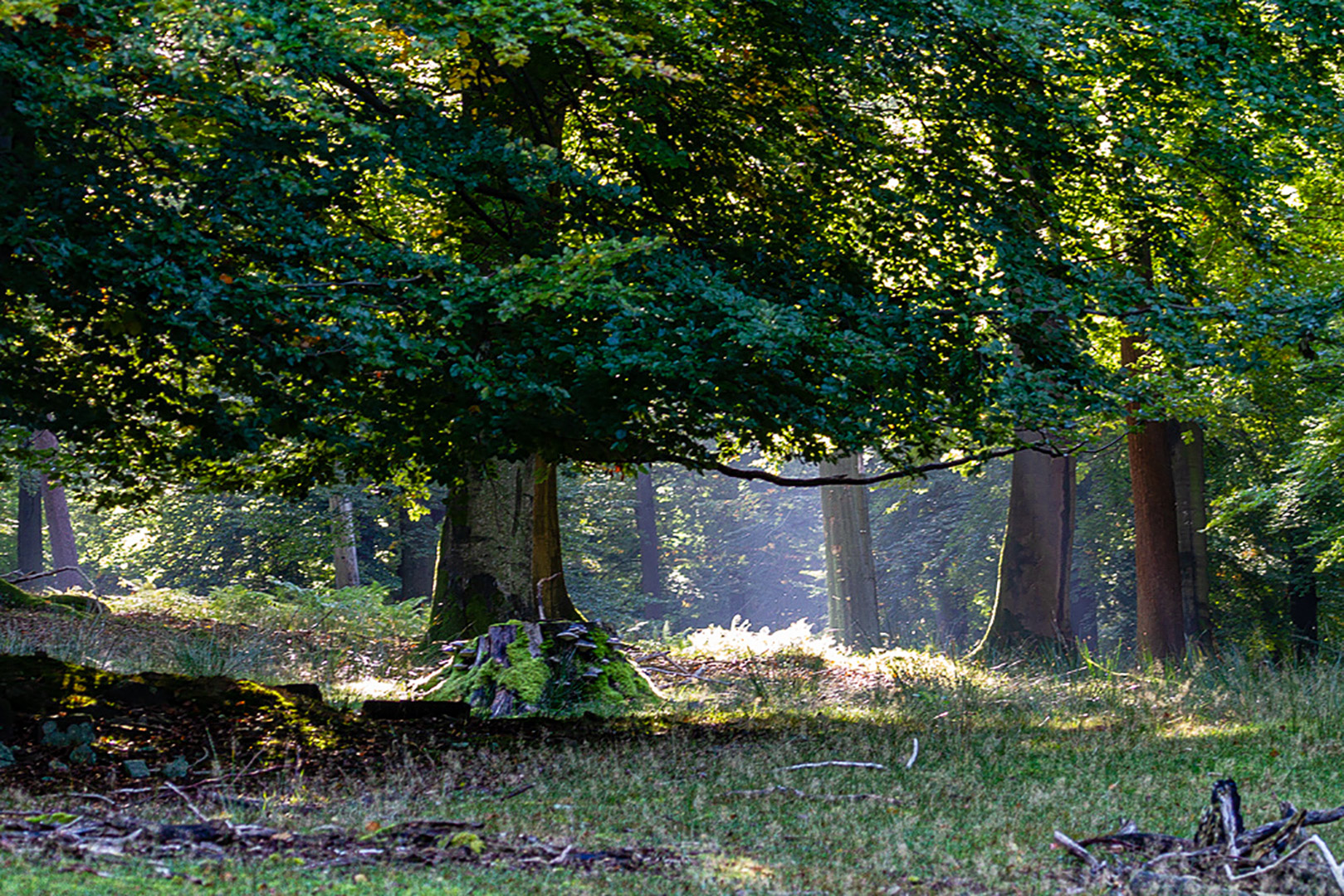 Tiefe Laubwälder