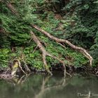 Tiefe Natur im Bergischen Land.