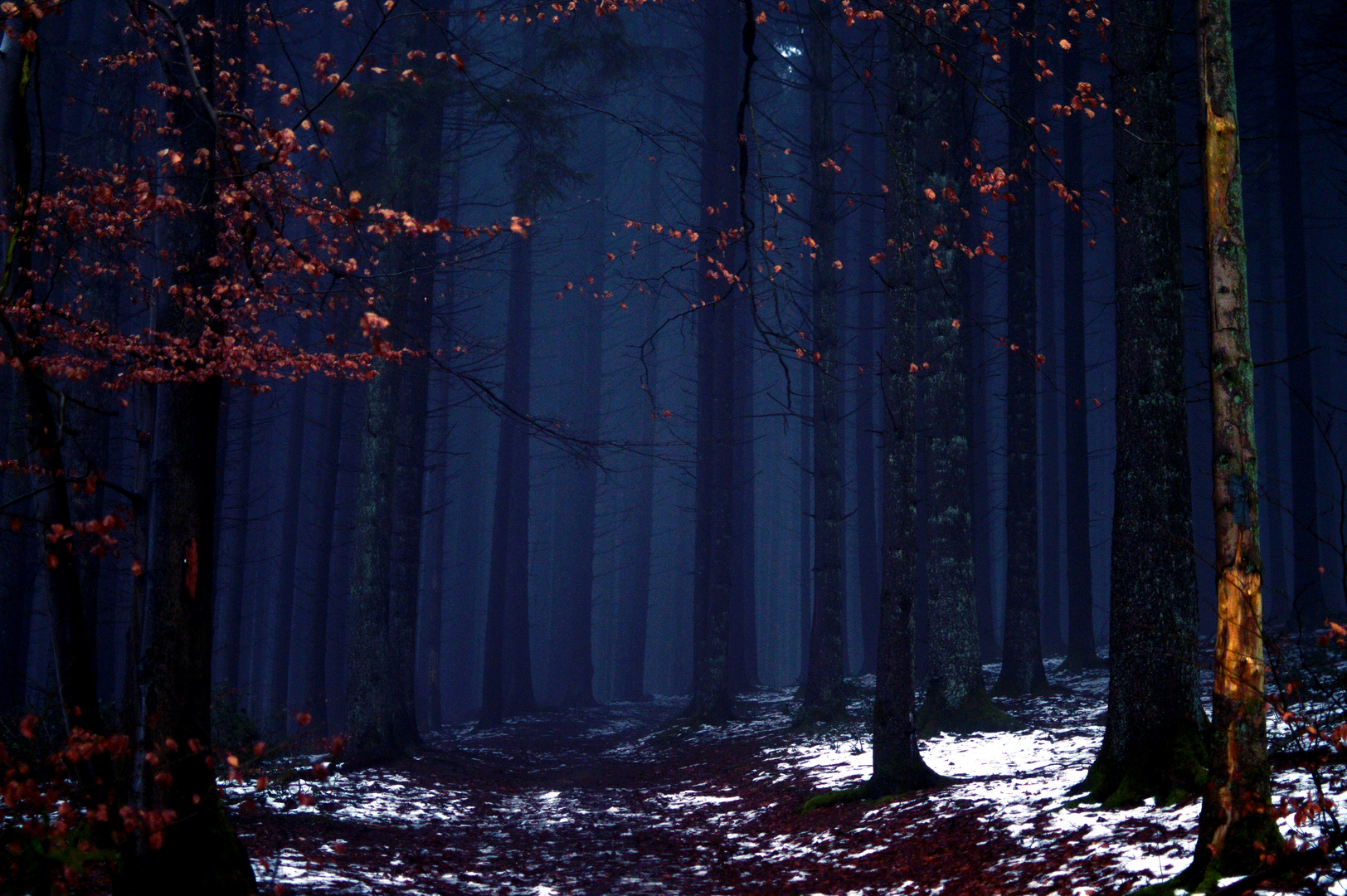 tiefe Stille im einsamen Wald