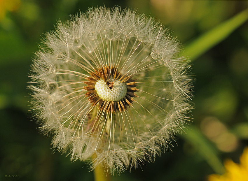 Tiefen Einblick