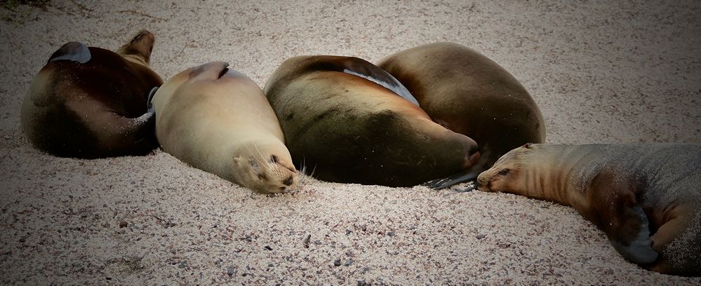 Tiefenentspannte Gruppensiesta