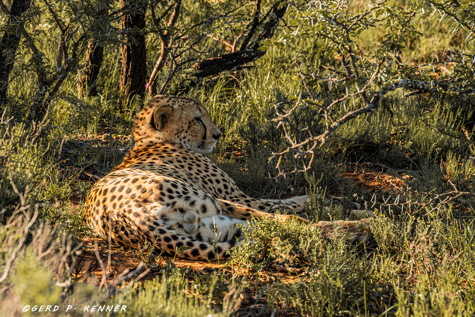 Tiefenentspannter Cheetah macht Siesta