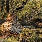 Tiefenentspannter Cheetah macht Siesta