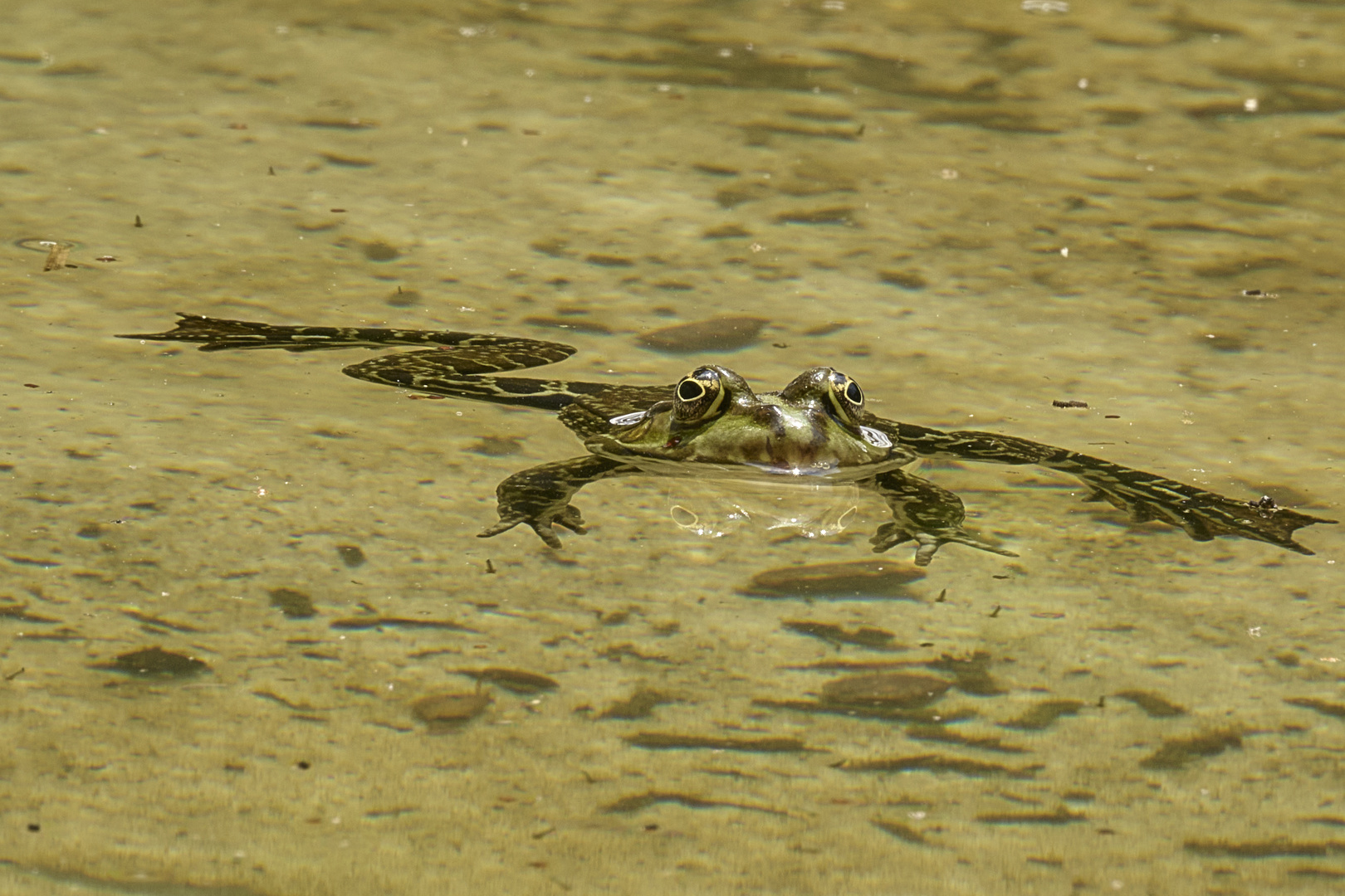 Tiefenentspannter Frosch