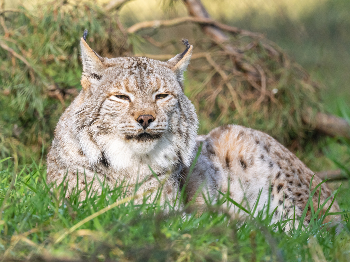 Tiefenentspannter Luchs