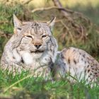 Tiefenentspannter Luchs