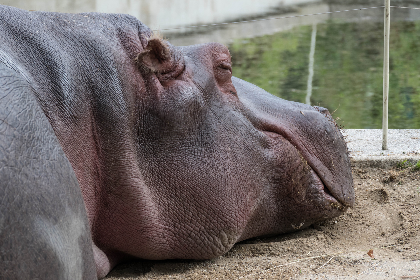 Tiefenentspanntes Hippo