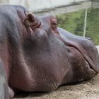 Tiefenentspanntes Hippo