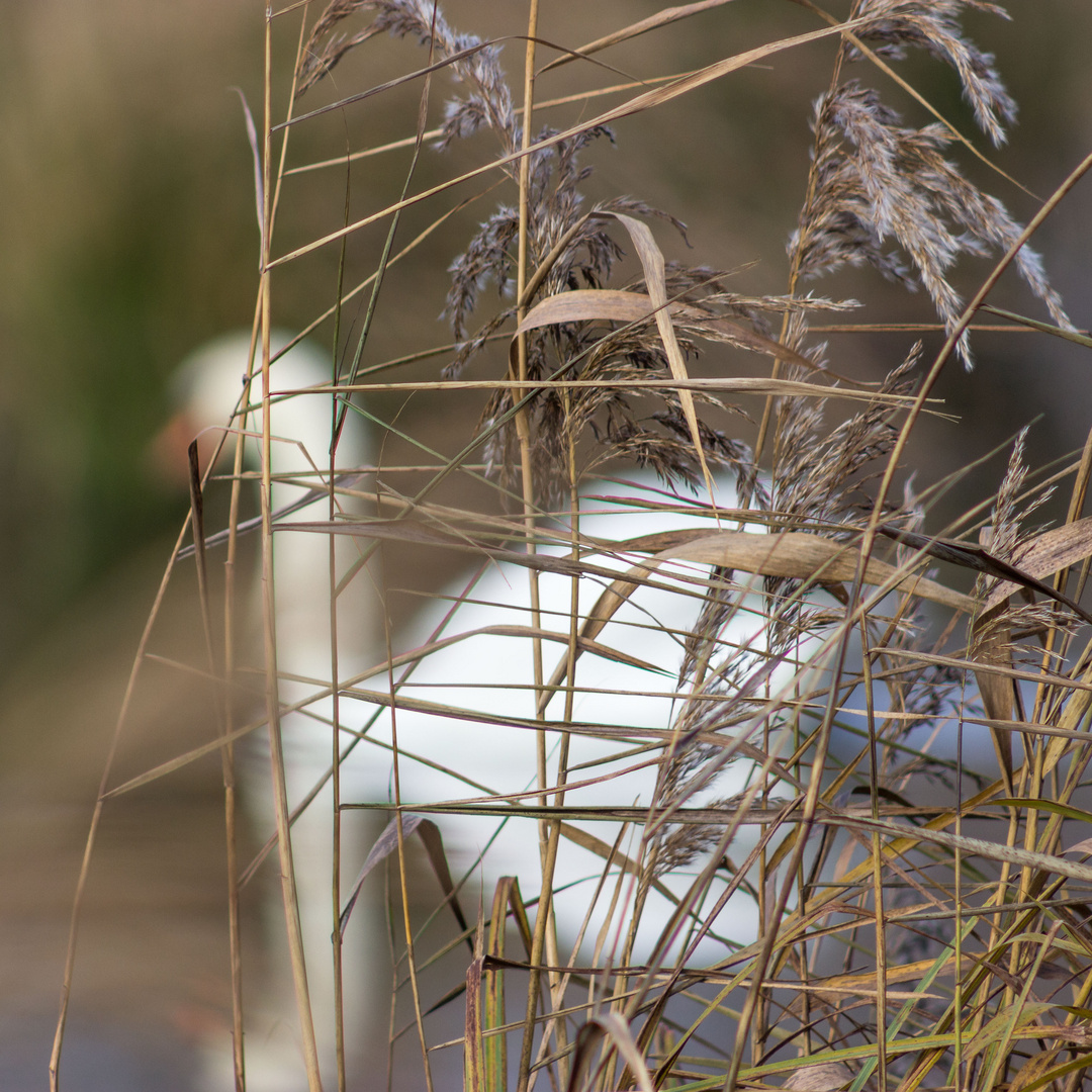 Tiefenschärfe I - Der Schwan