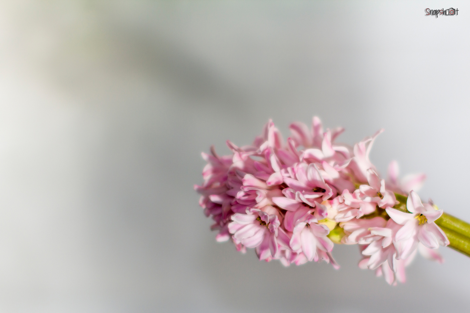 Tiefenscharfe Blüte