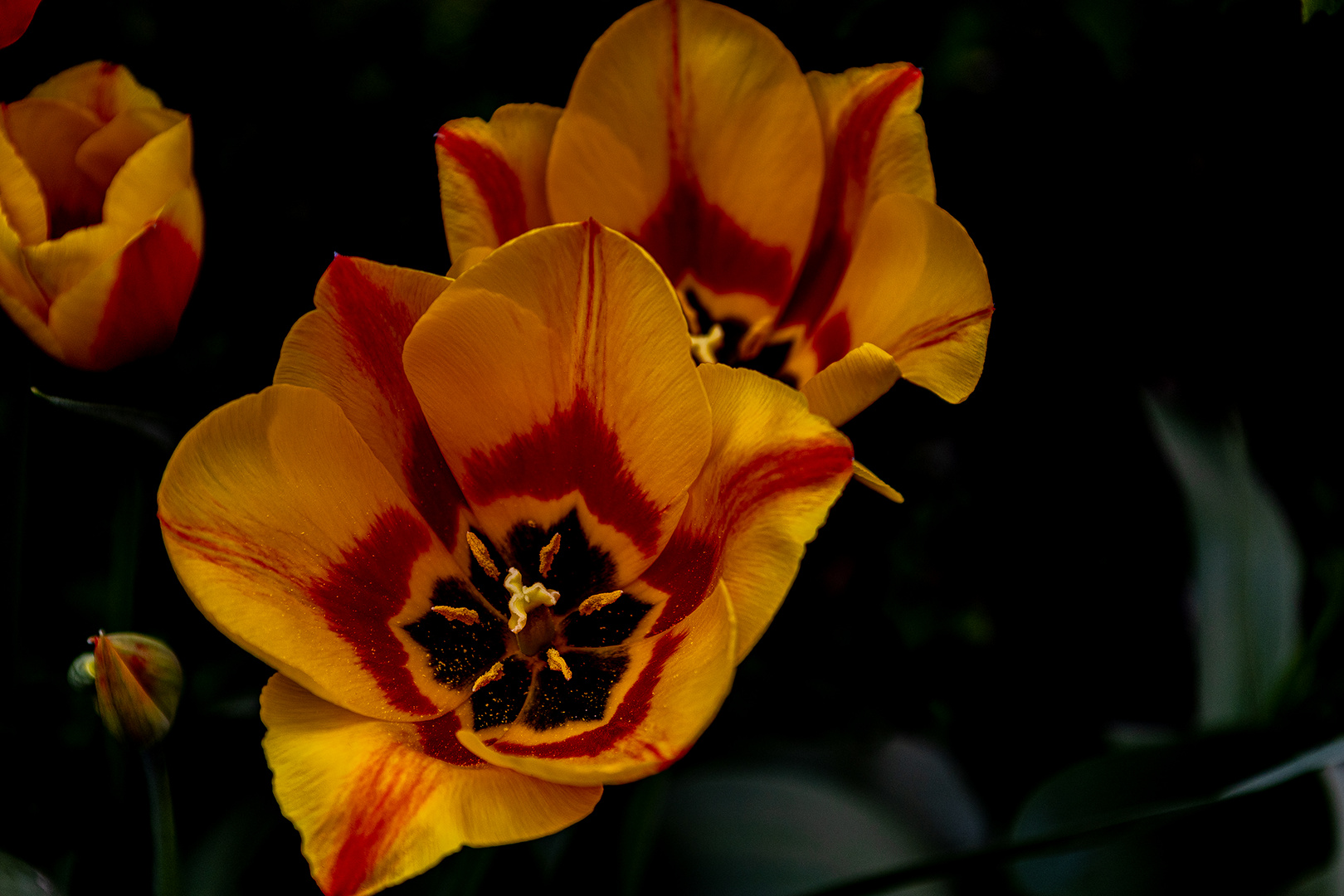 Tiefer Blick in die Tulpen