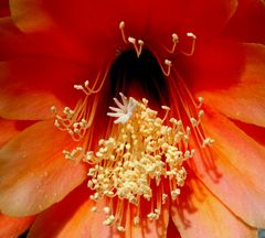 Tiefer Einblick in die Wunderwelt einer Blüte.