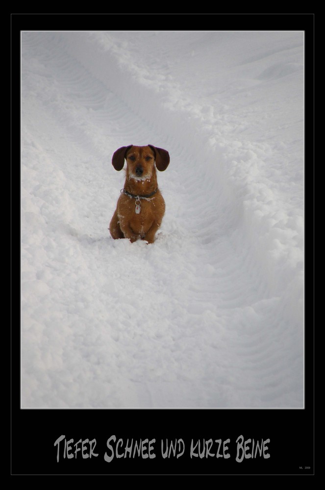 Tiefer Schnee und kurze Beine