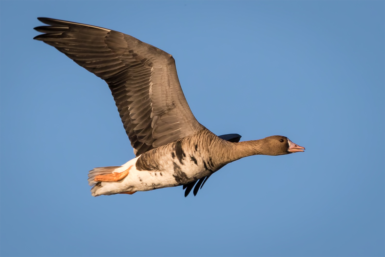 Tiefer Überflug ....