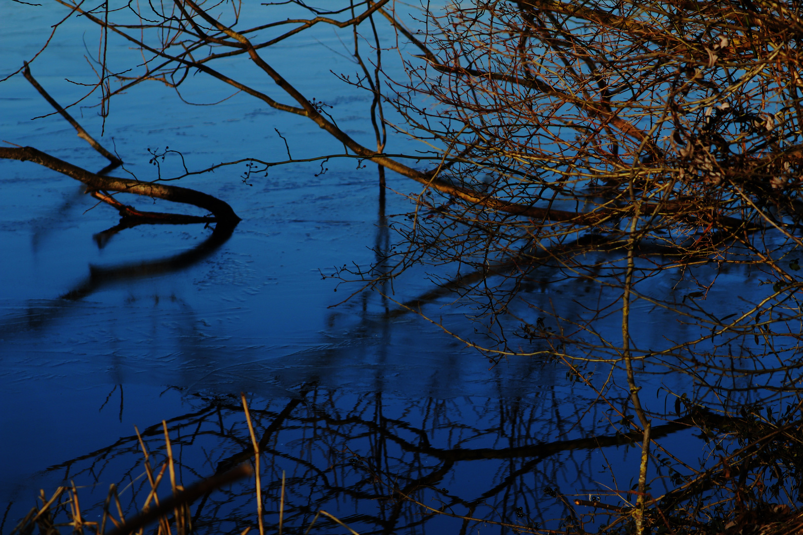 Tiefes Blau unter kargem Geäst