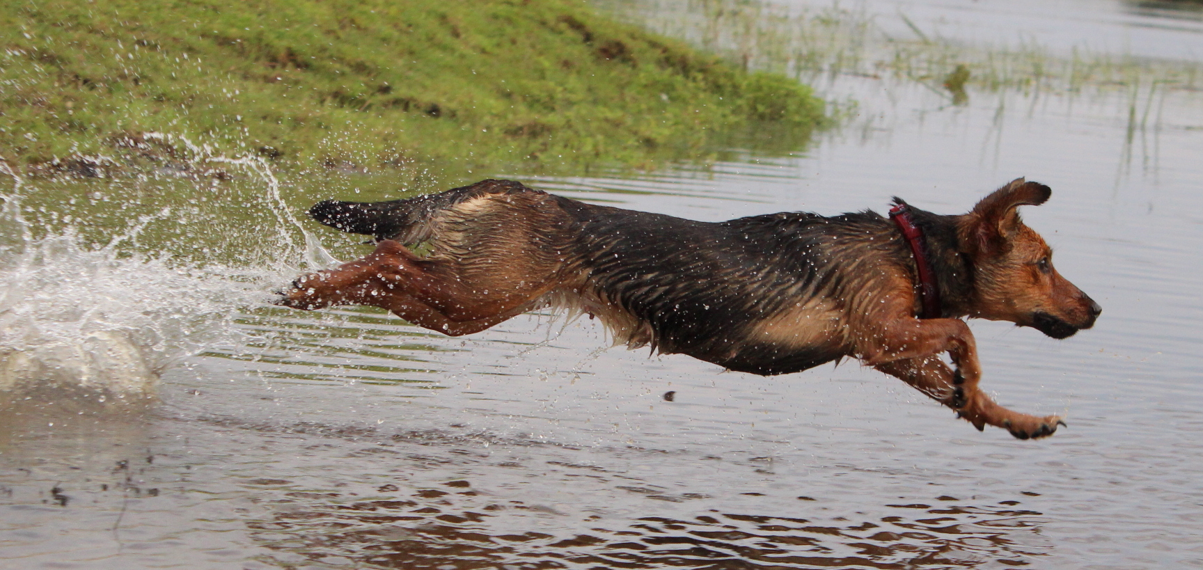 Tieffliegende Hunde