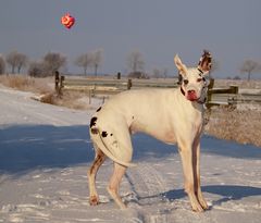 Tieffliegende Säue