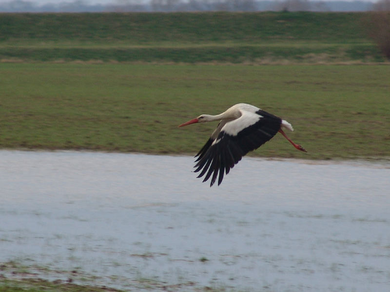 - tieffliegende Storch...-