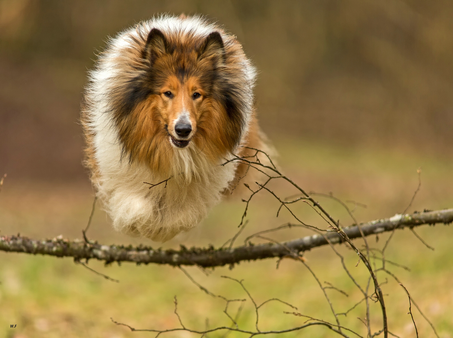 Tieffliegender Collie