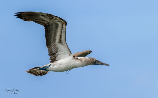 °°_Tiefflieger_°°