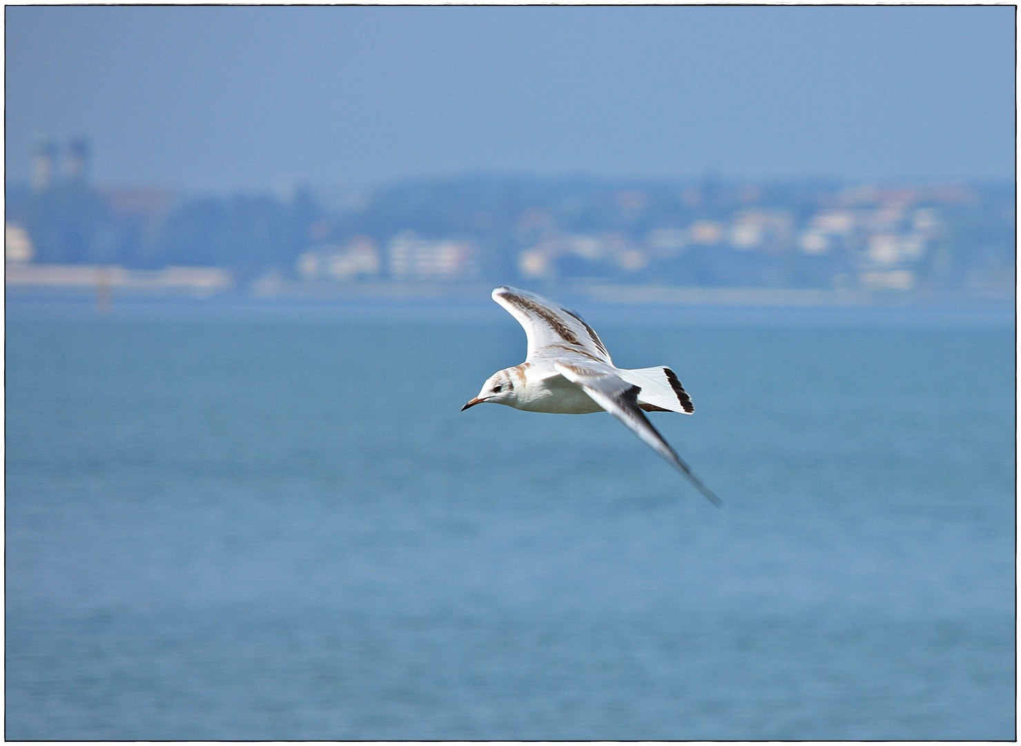 Tiefflieger am Bodensee