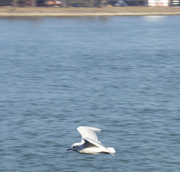 Tiefflieger am Rhein