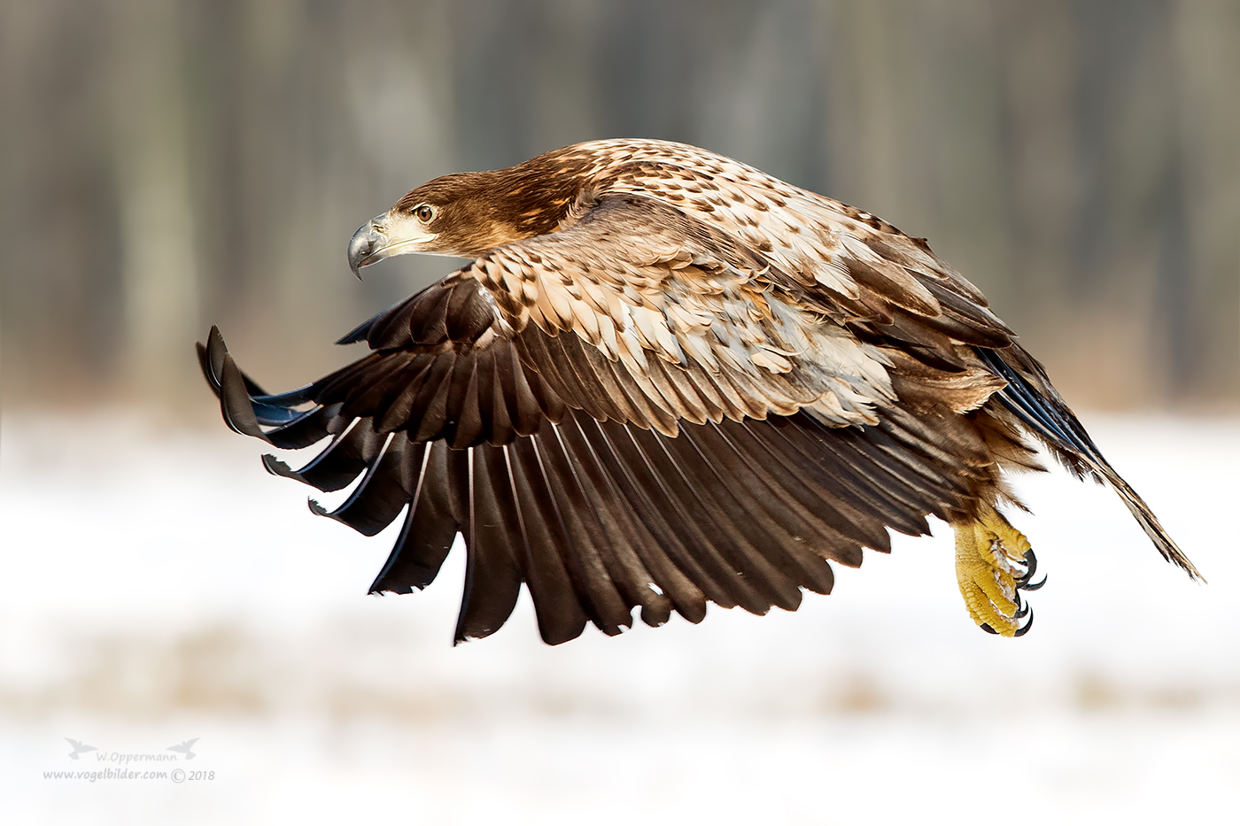 Tiefflieger juv. Seeadler