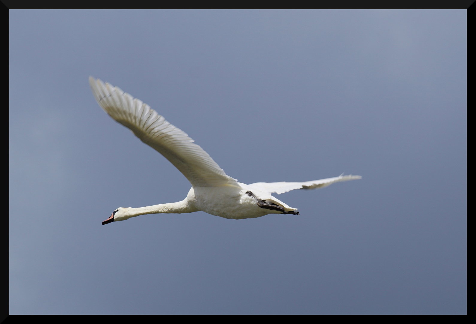 Tiefflieger-Schwan