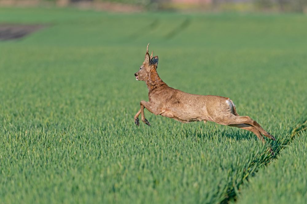 Tieffliger