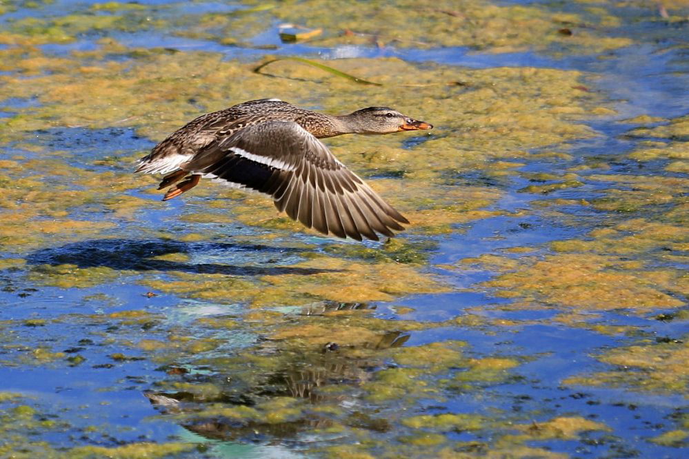 Tiefflug Foto & Bild | vögel, fotos, wasser Bilder auf fotocommunity
