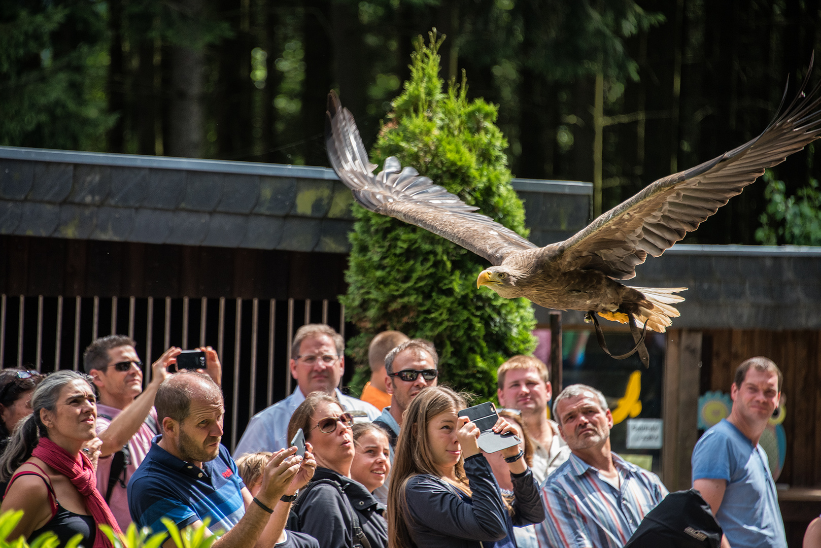 Tiefflug Foto & Bild | erwachsene, tiere, streetfotografie mit menschen