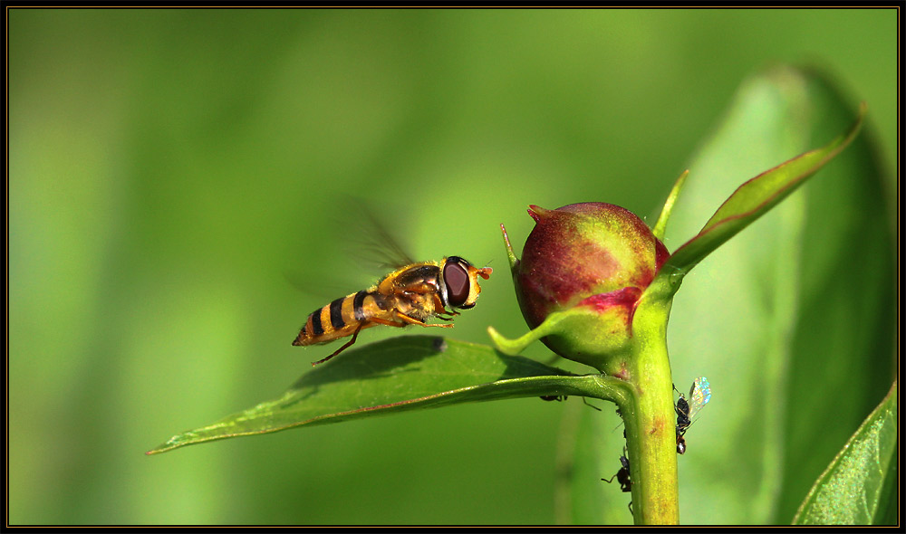 Tiefflug