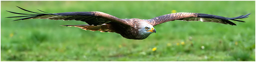 Tiefflug.... Foto & Bild | tiere, zoo, wildpark & falknerei, vögel