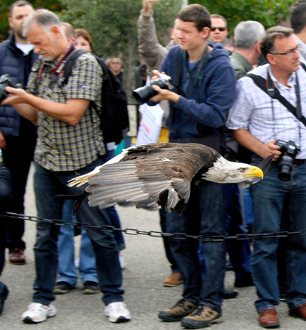 Tiefflug - die zweite - und wieder zu schnell für die Fotokinabesucher 2014